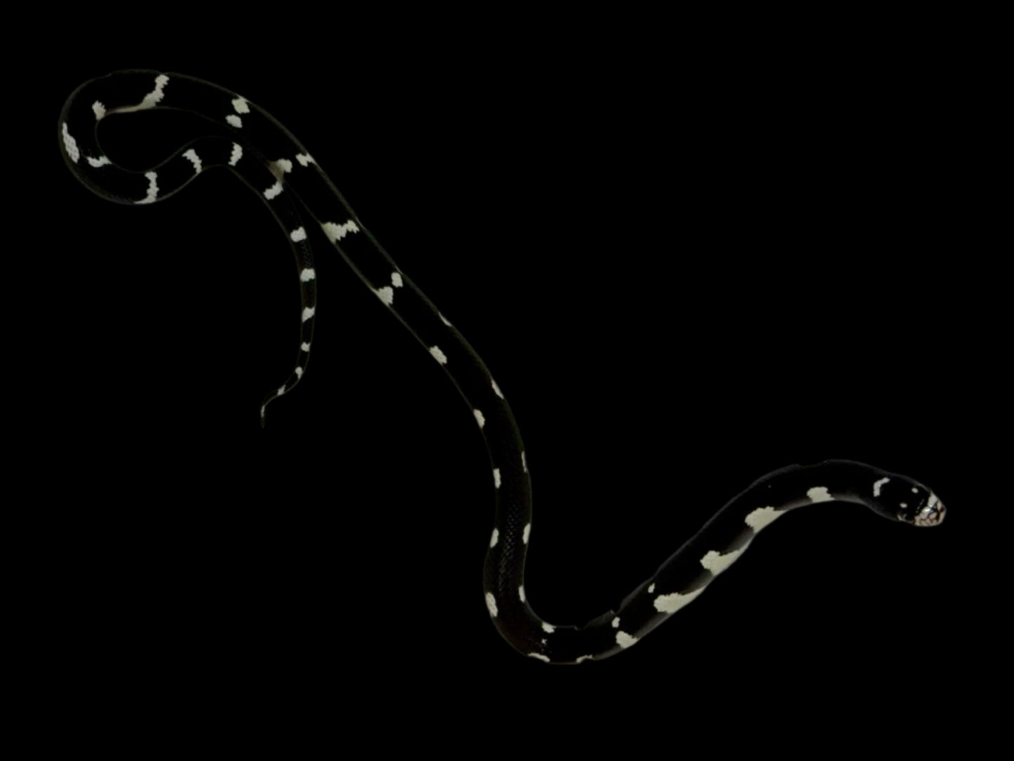 Smiley Face Mosaic King Snake