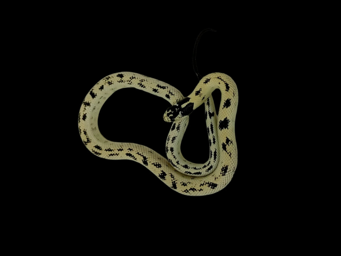 Banana Aberrant King Snake Female