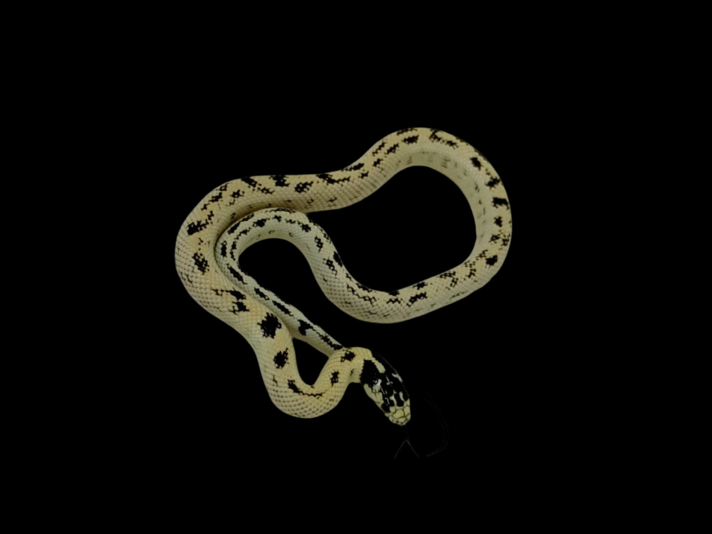 Banana Aberrant King Snake Female