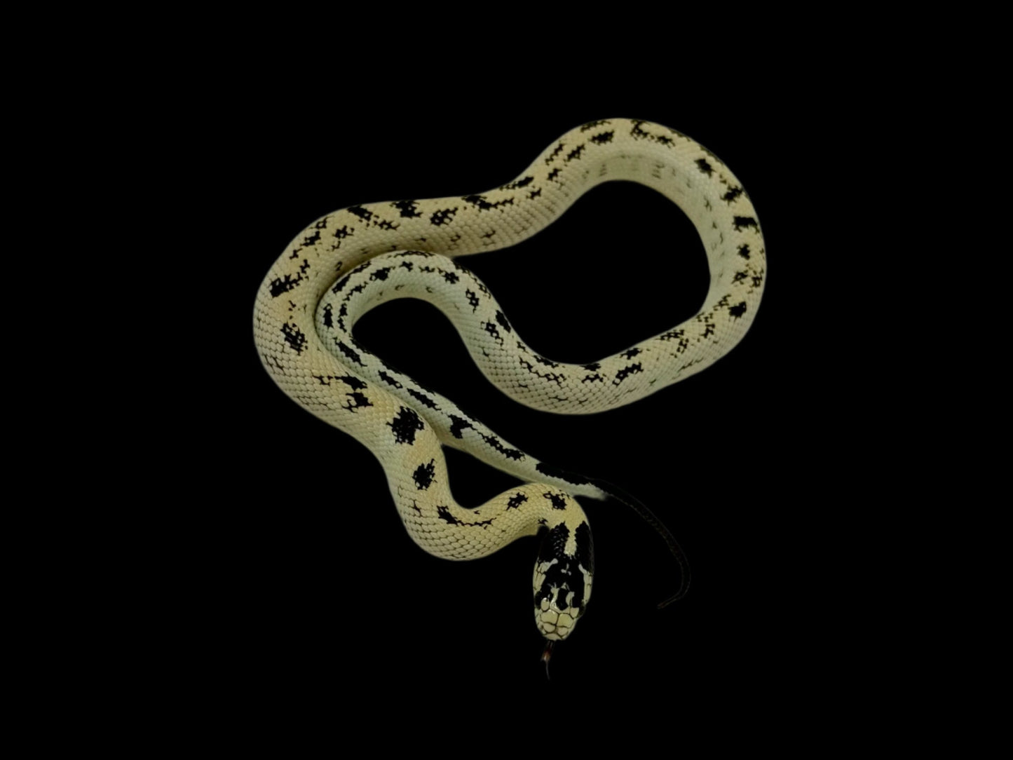 Banana Aberrant King Snake Female