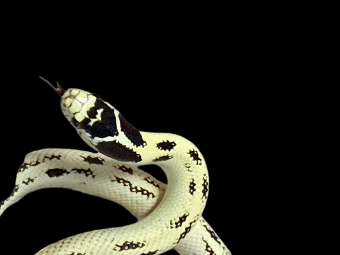 Banana Aberrant King Snake Male