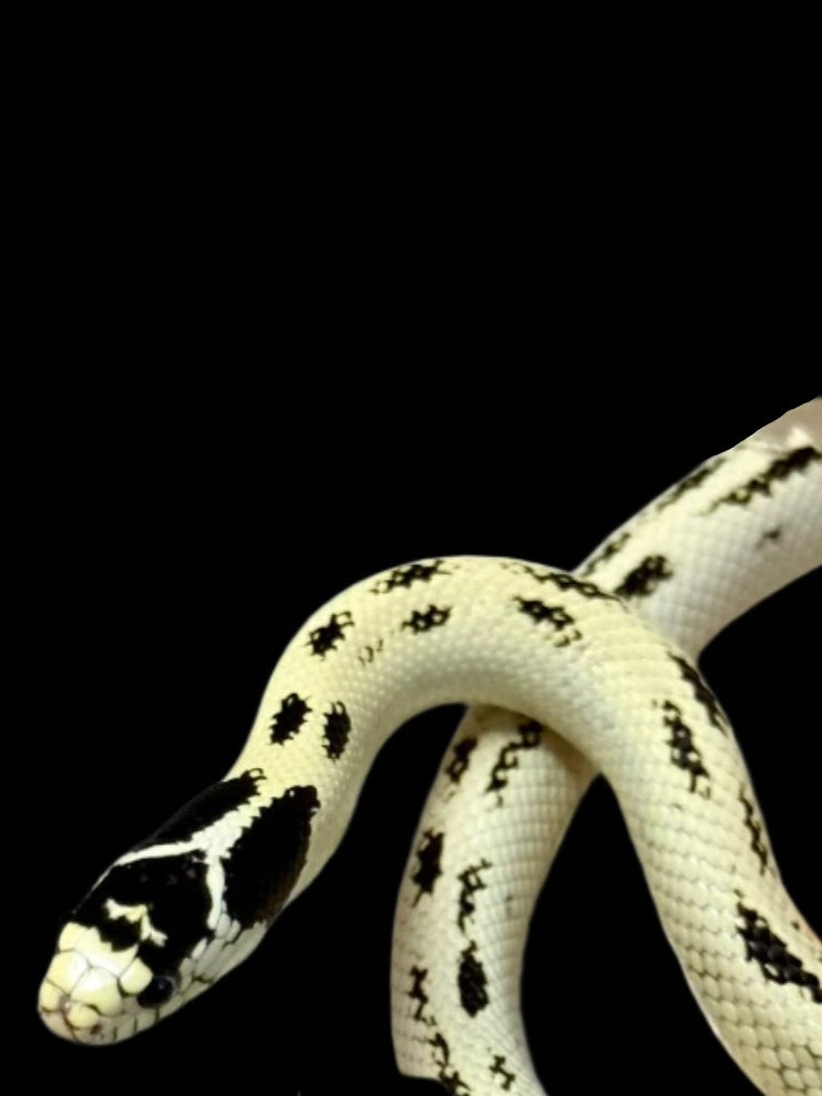 Banana Aberrant King Snake Male