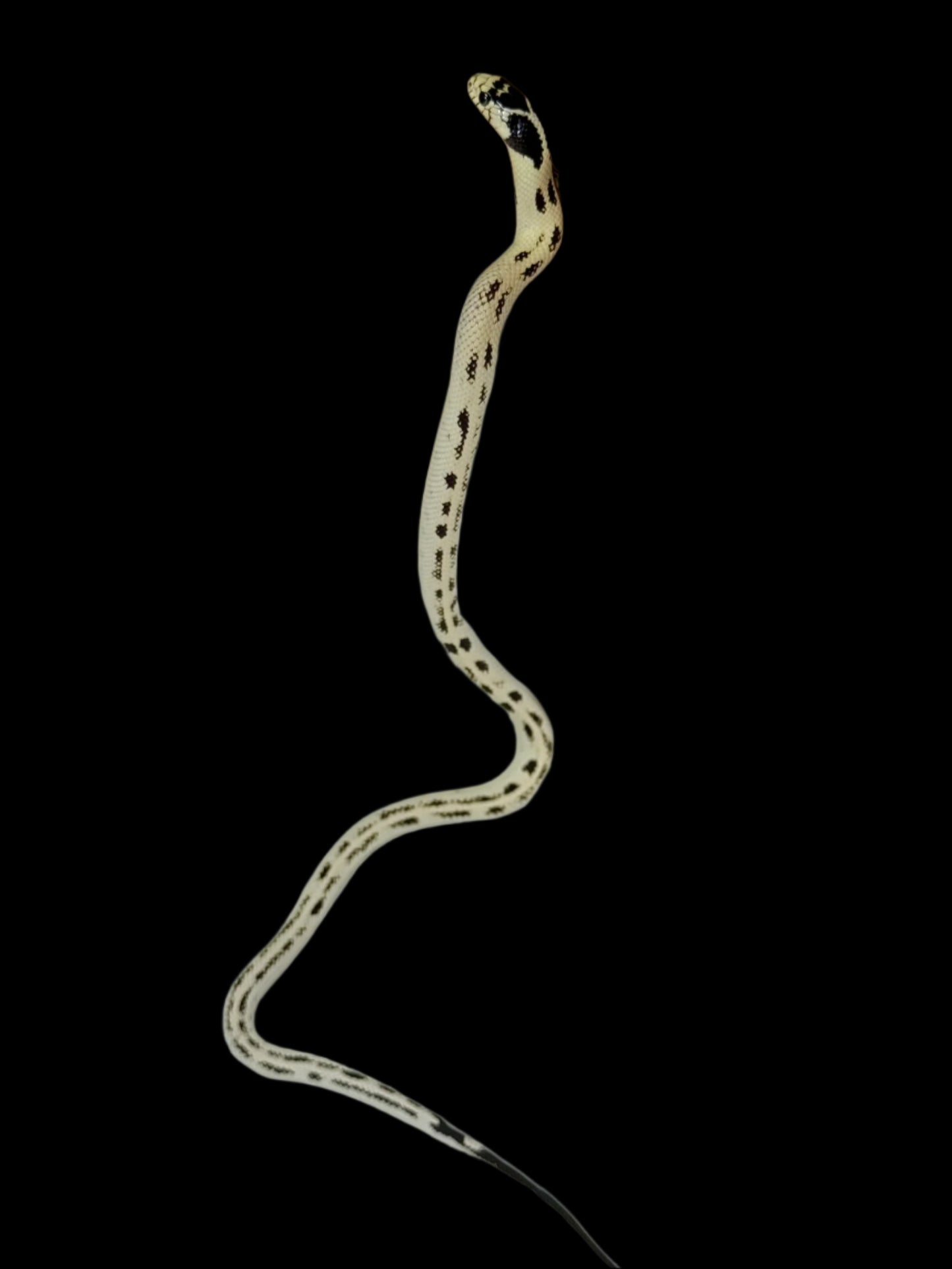 Banana Aberrant King Snake Male