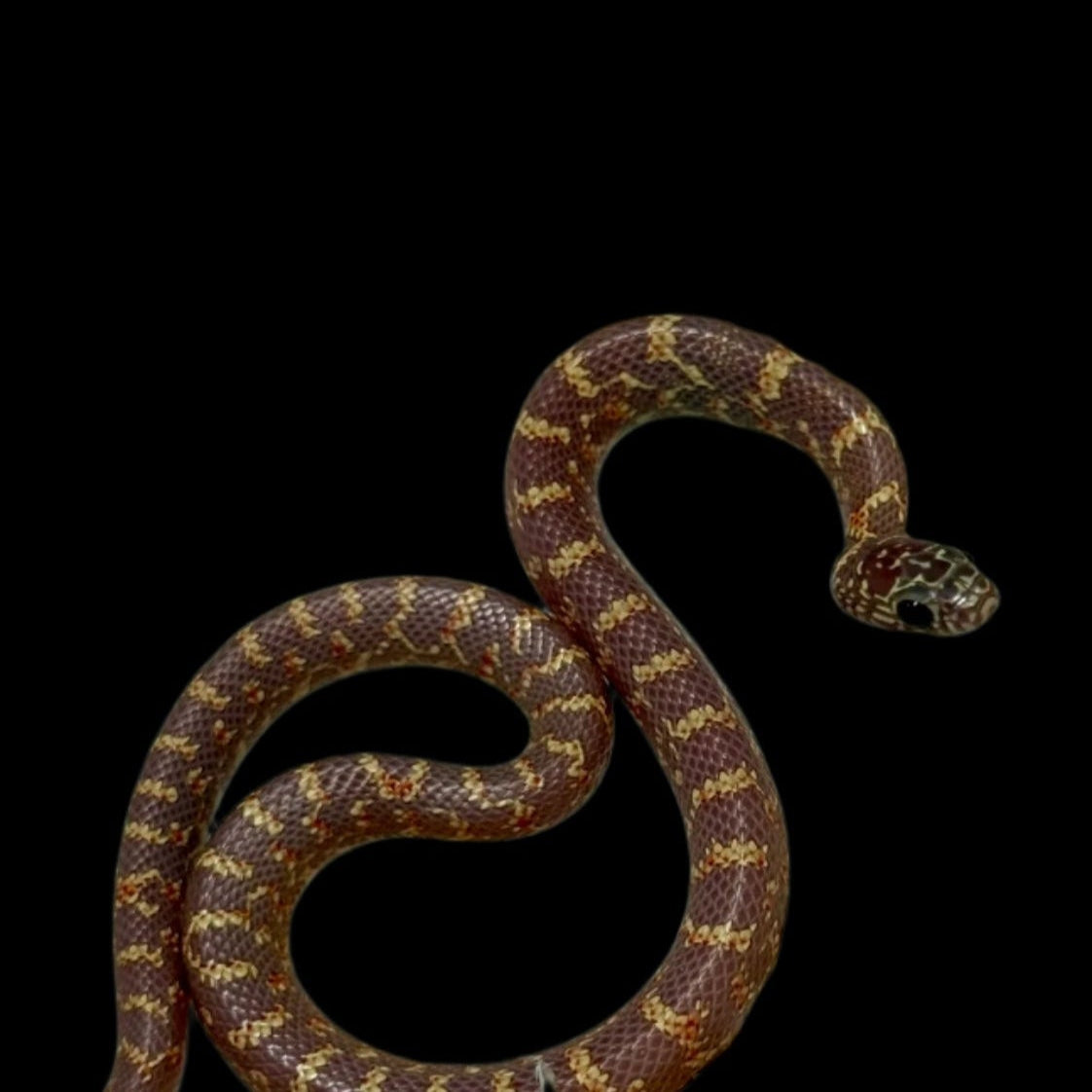 Lavender FL King Snake