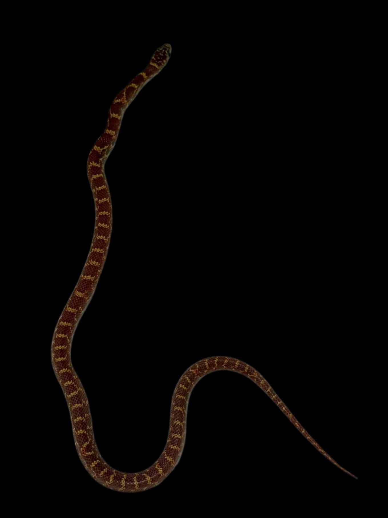 Lavender FL King Snake
