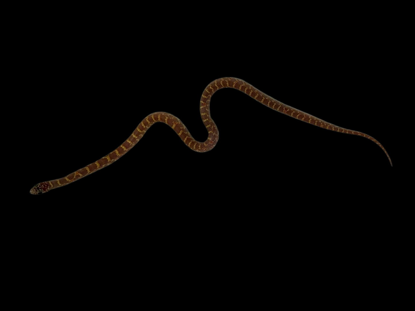 Lavender FL King Snake