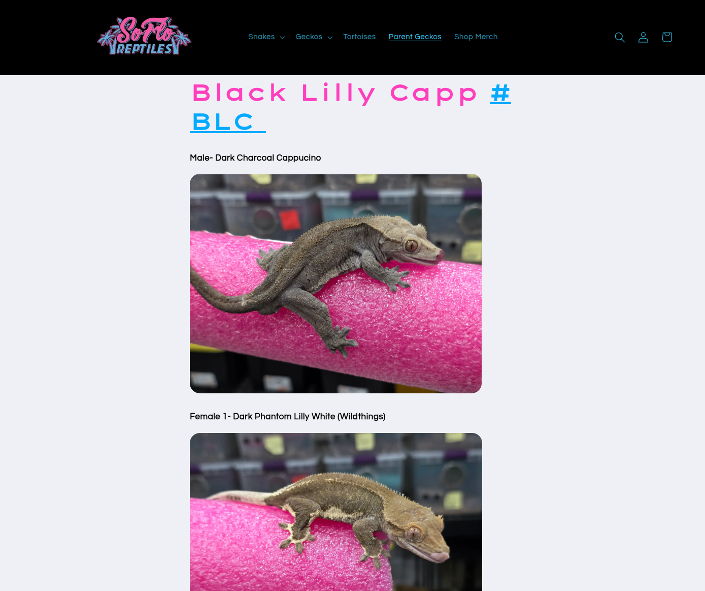 Phantom Cappuccino Male Crested Gecko