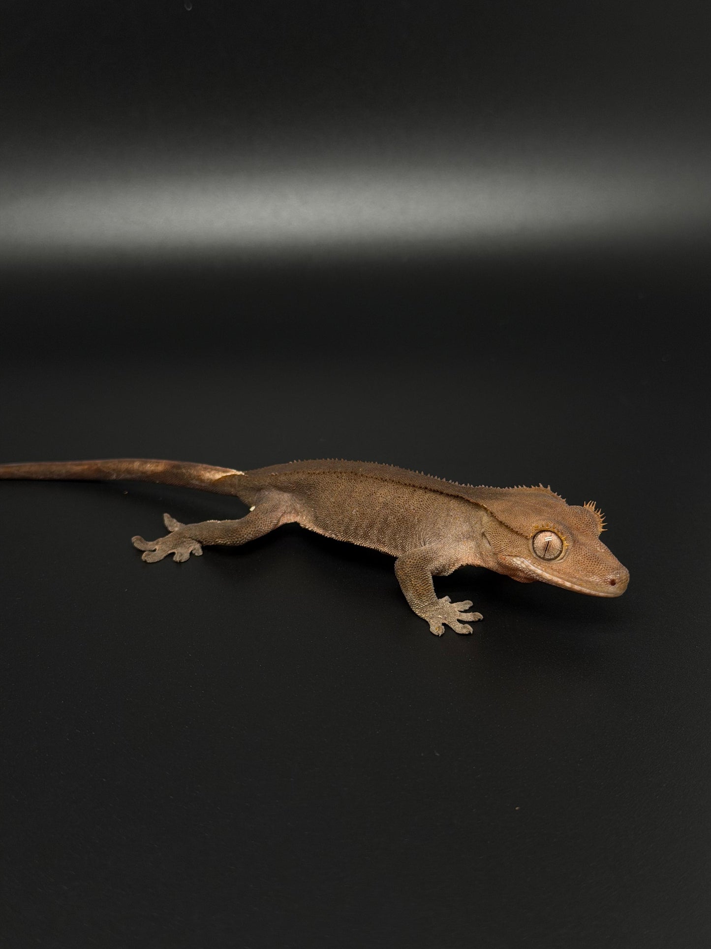 Dark Phantom 100% Het Axanthic Female