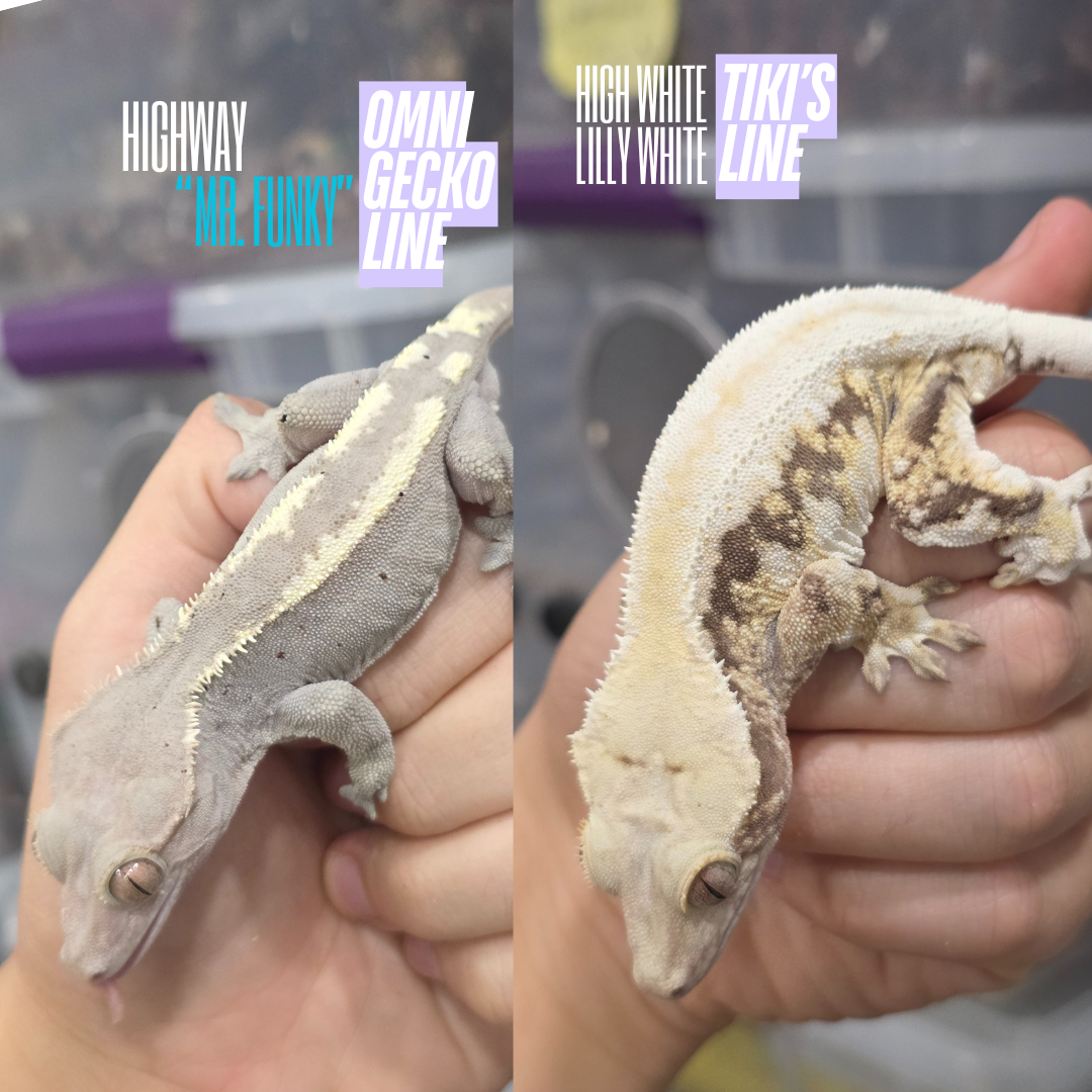 Highway Lilly White NPV High White Baby