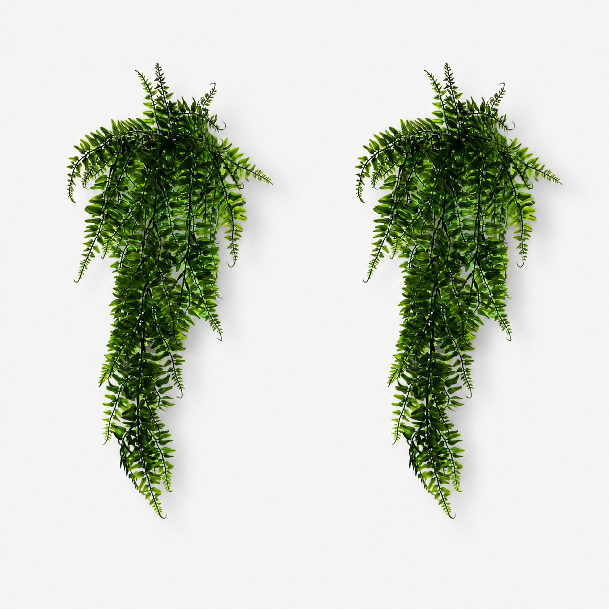 2-Pack Fantasy Fern