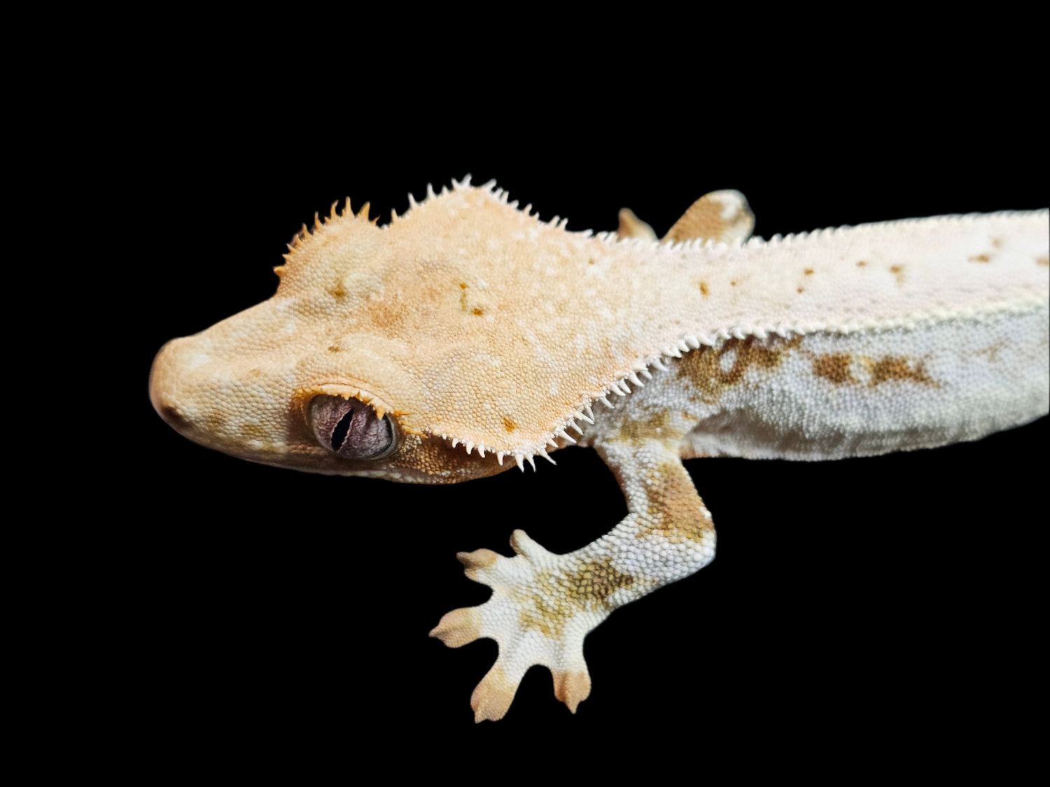 Lilly White Crested Geckos