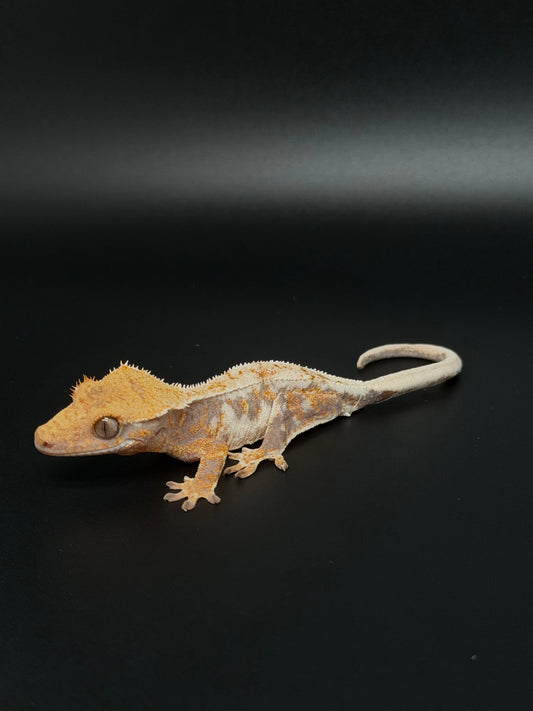 Lilly 100% Het Axanthic High White Light Tri-color