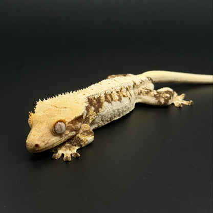 High Coverage Lilly White Male