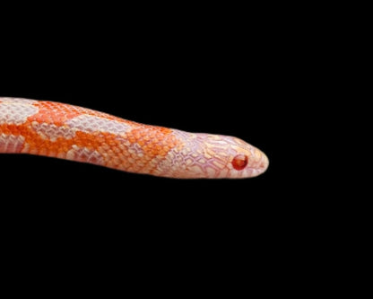 Albino Goini King