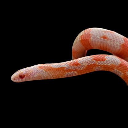 Albino Goini King