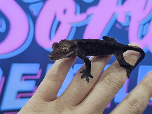 BLACK Charcoal Crested Gecko