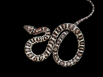 Mex-Mex Kingsnake Baby Male