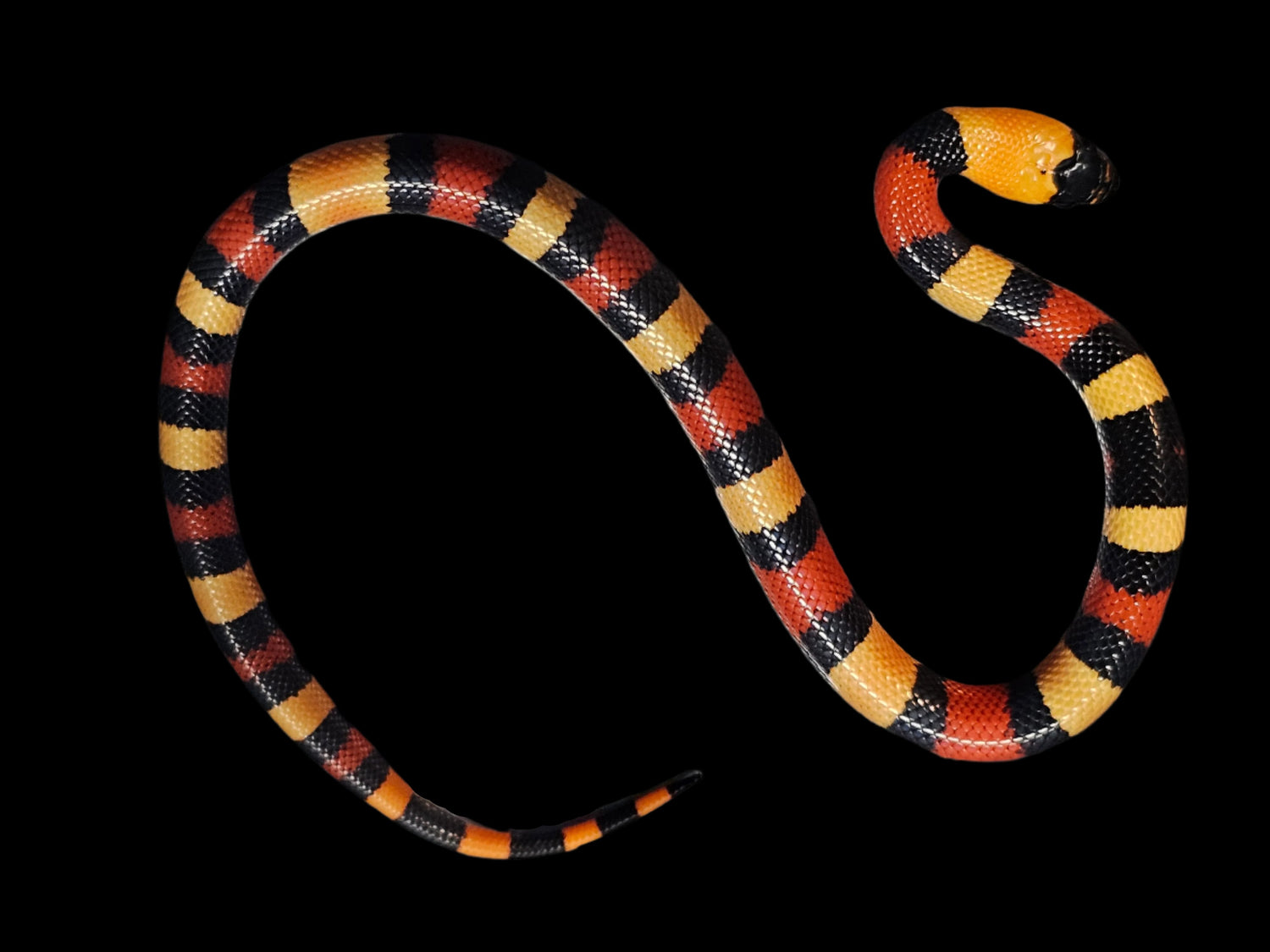 Apricot Pueblan milk snake baby for sale