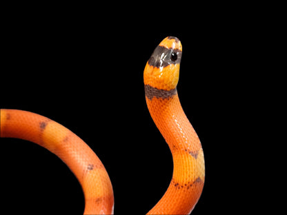 Vanishing Pattern Hypo Honduran Milk Snake