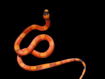 Vanishing Pattern Hypo Honduran Milk Snake