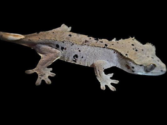 Mardi Gras Super Dalmatian Crested Gecko