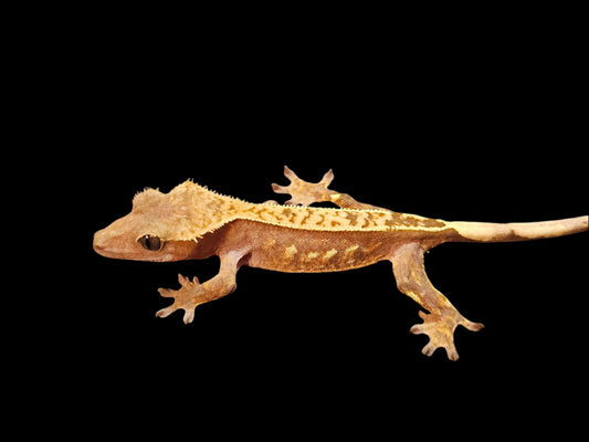 Red Cream Crested Gecko