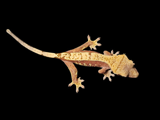 Red Harlequin Crested Gecko