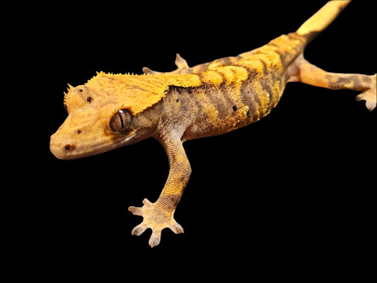 Tiger Crested Gecko