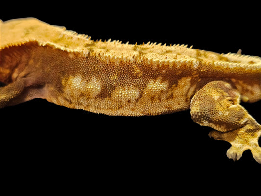 Red Harlequin Crested Gecko Adult Male