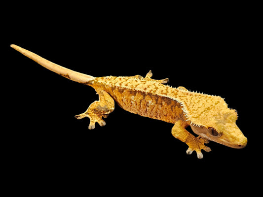 Extreme Harlequin Crested Gecko Female