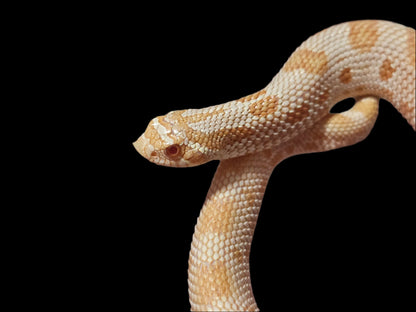 Albino Conda Hognose Snake Baby