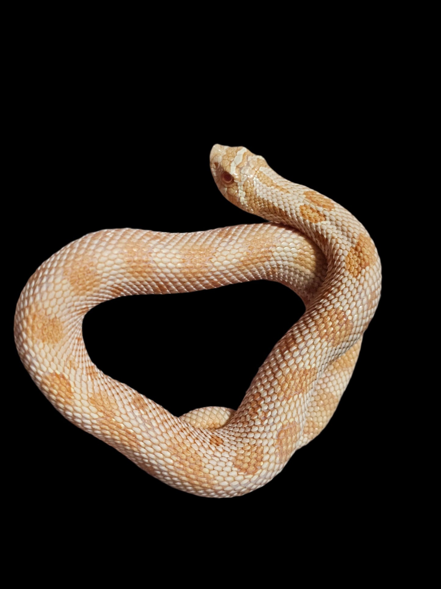 Albino Conda Hognose Snake Baby