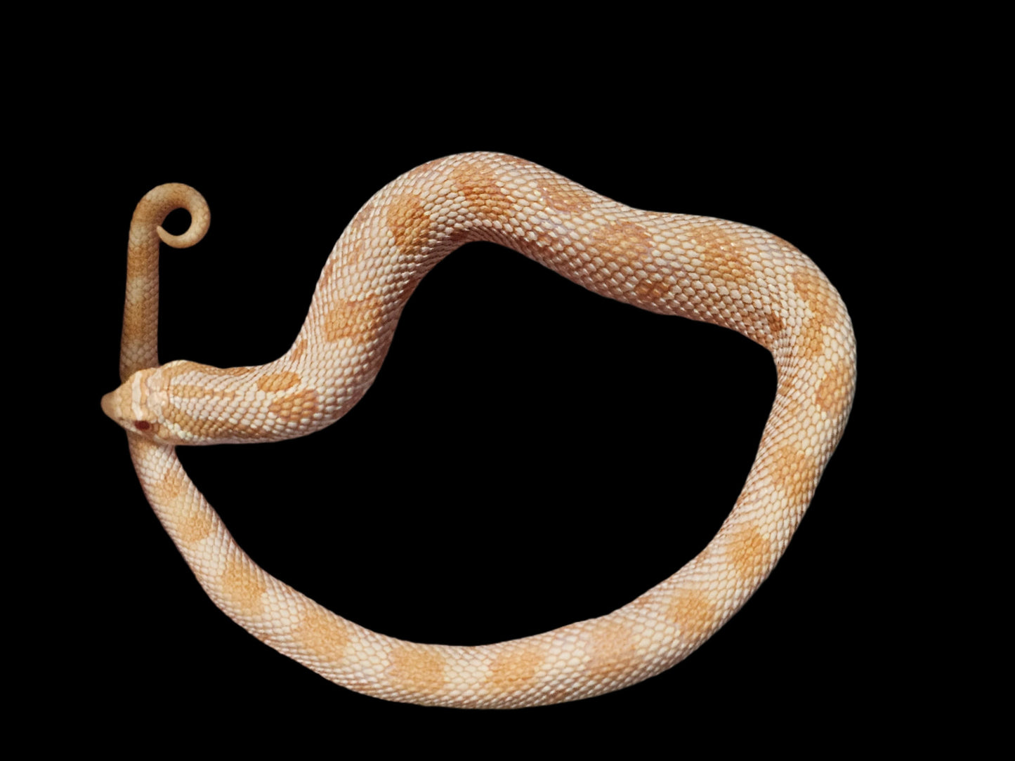 Albino Conda Hognose Snake Baby