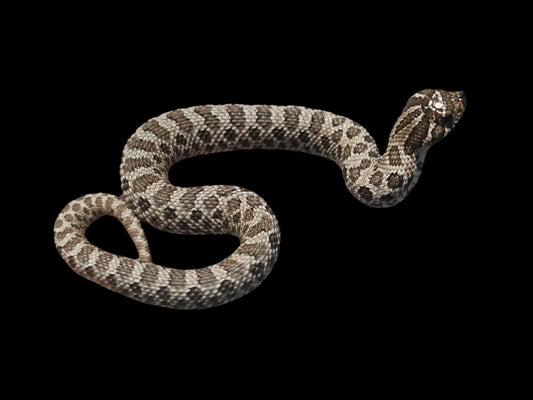 Axanthic Hognose Snake Baby