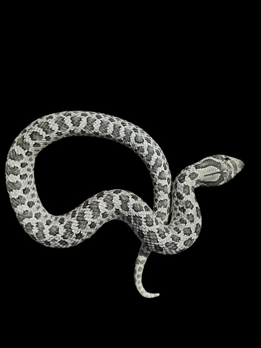 Axanthic Hognose Snake Baby