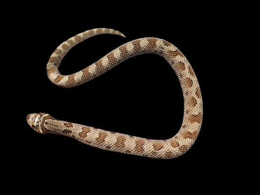 Conda Hognose Snake Baby