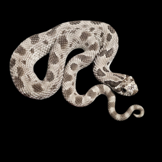 Axanthic Conda Hognose Snake Baby