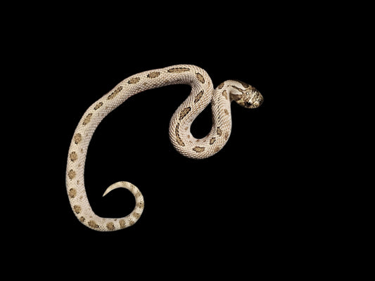 Arctic Conda Hognose Snake Baby