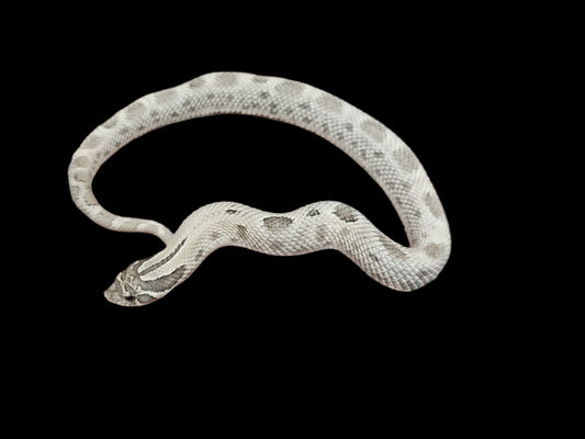 Axanthic Conda Hognose Snake Baby