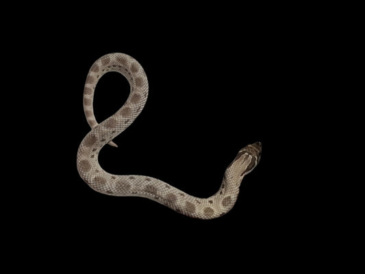 Axanthic Conda Hognose Snake Baby