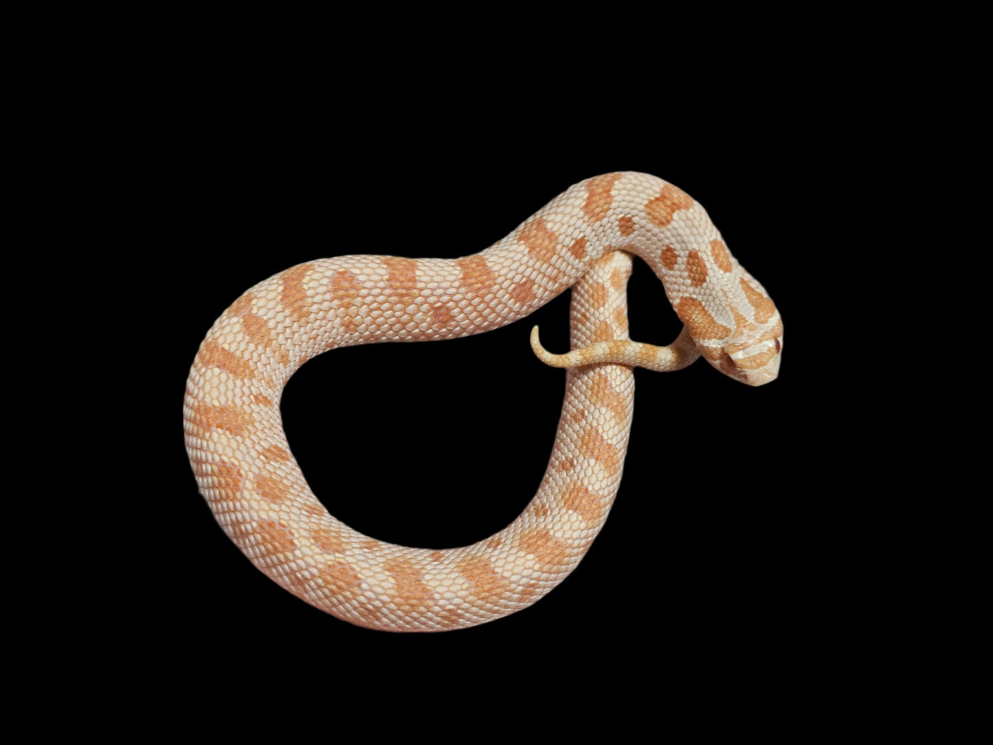 Albino Conda Hognose Snake Baby