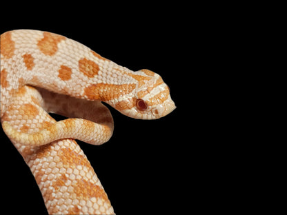 Albino Conda Hognose Snake Baby