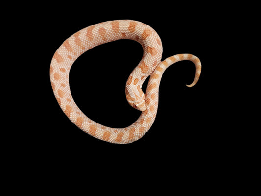 Albino Conda Hognose Snake Baby