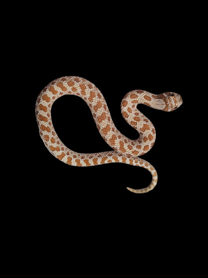 Toffee Hognose Snake Baby