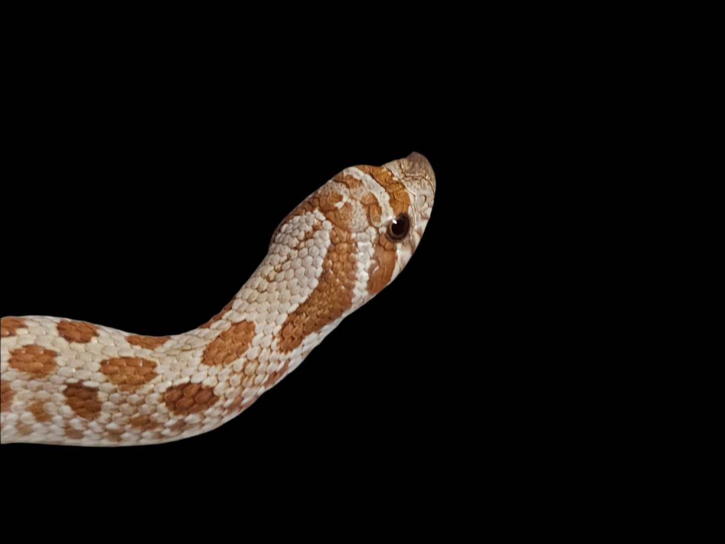 Toffee Hognose Snake Baby