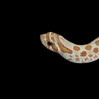 Toffee Hognose Snake Baby