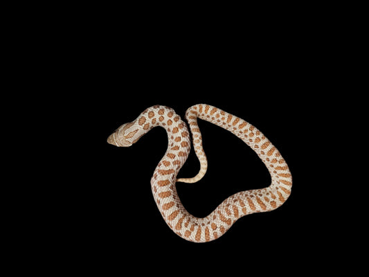 Toffee Hognose Snake Baby