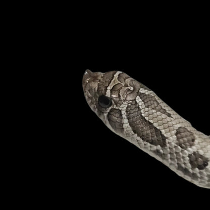 Axanthic Hognose Snake Baby