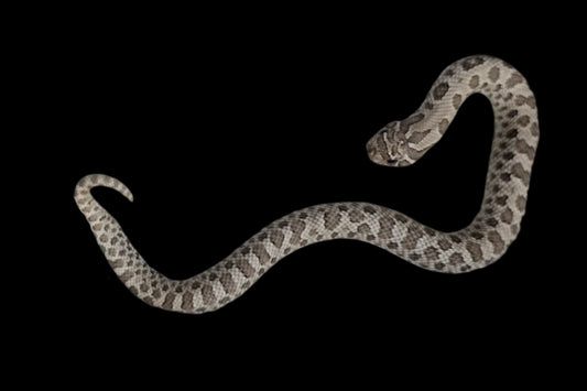 Axanthic Hognose Snake Baby