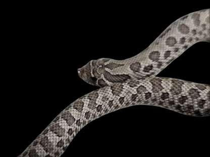 Axanthic Hognose Snake Baby